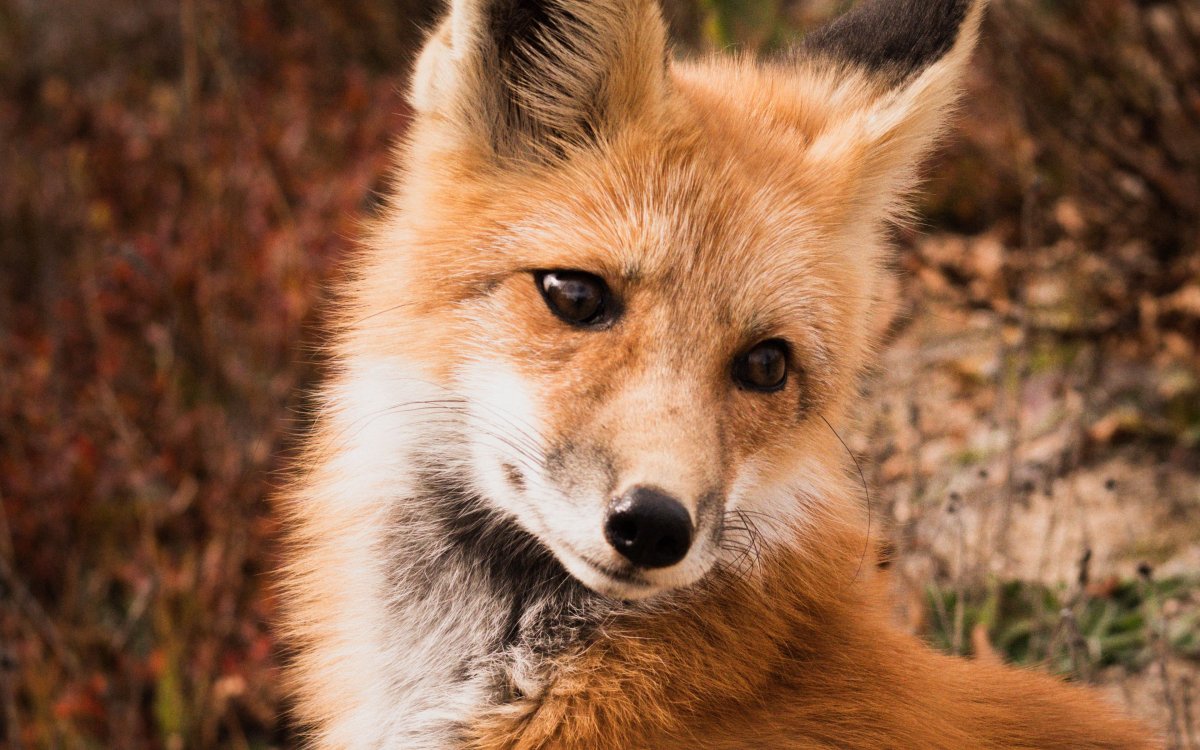 Морда лисы