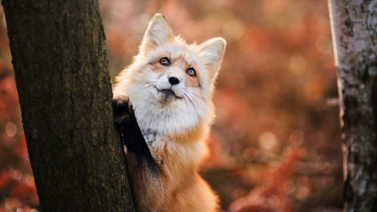 Красивая лиса