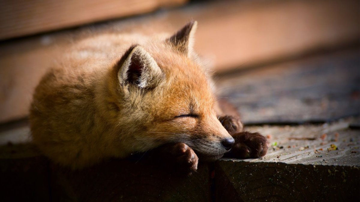Лисенок спит
