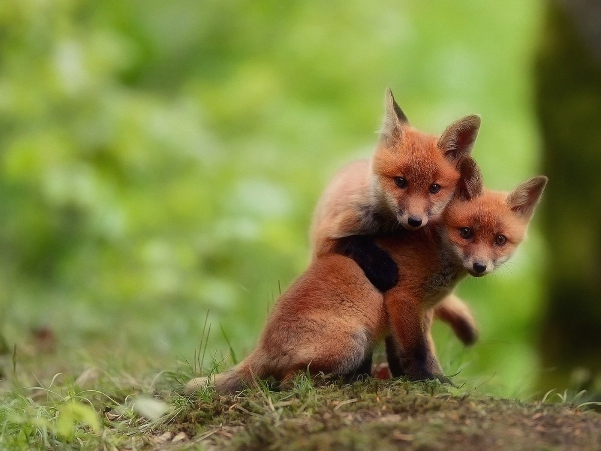 Красивые маленькие лисята