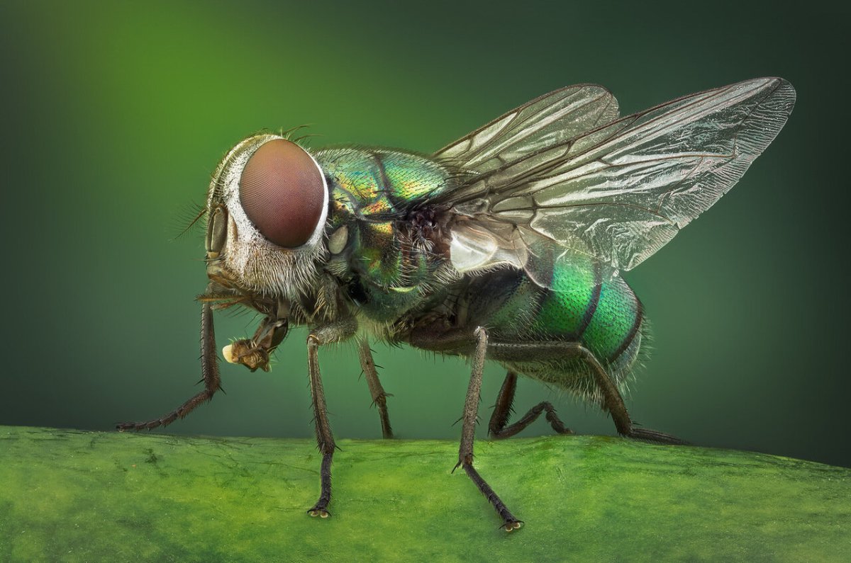 Муха навозная зеленая