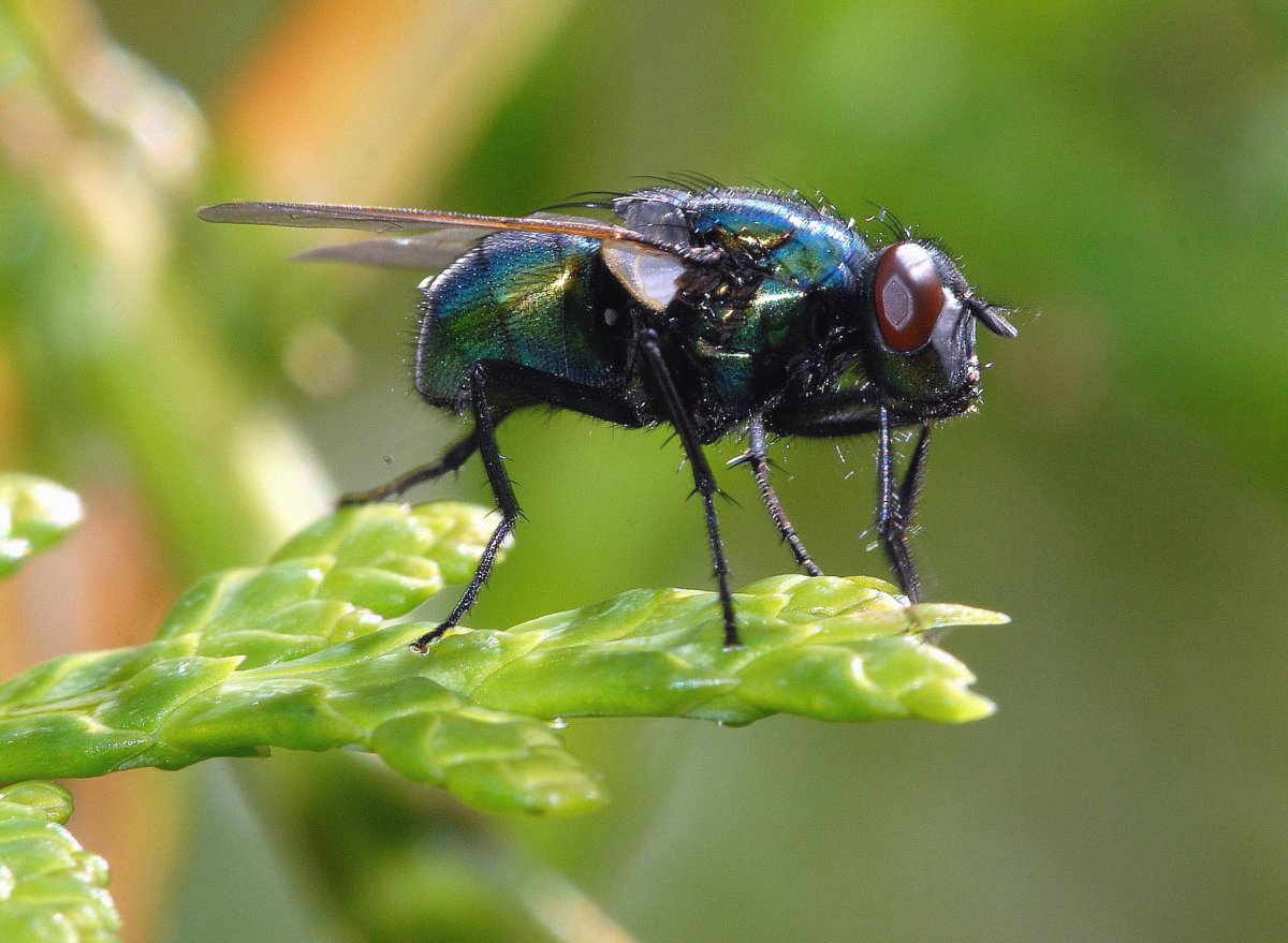 Ядовитые мухи