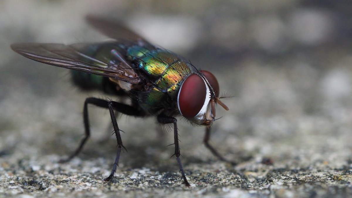 Видеть во сне мух