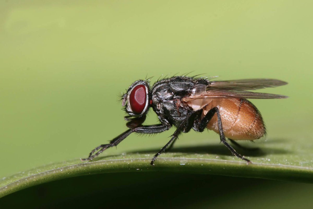 Musca domestica комнатная Муха