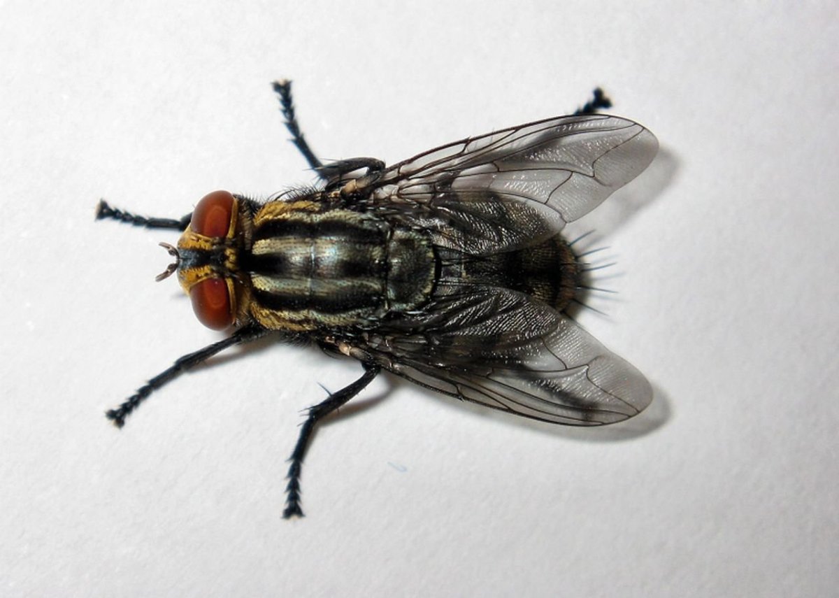 Цветок опыляемый мухами