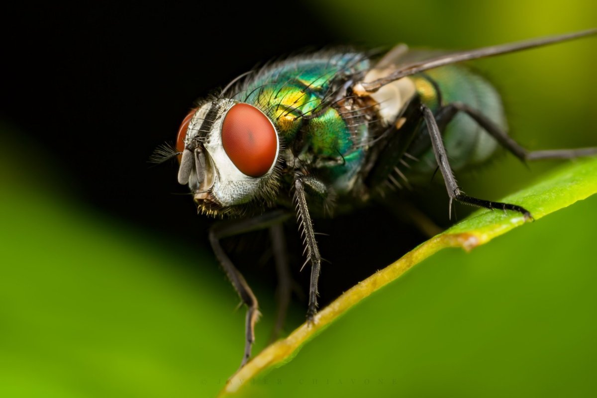 Двукрылые жуки