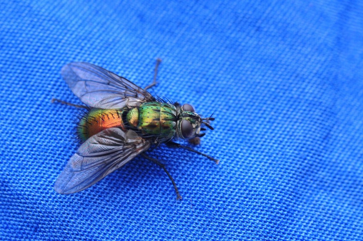 Муха Макросъемка