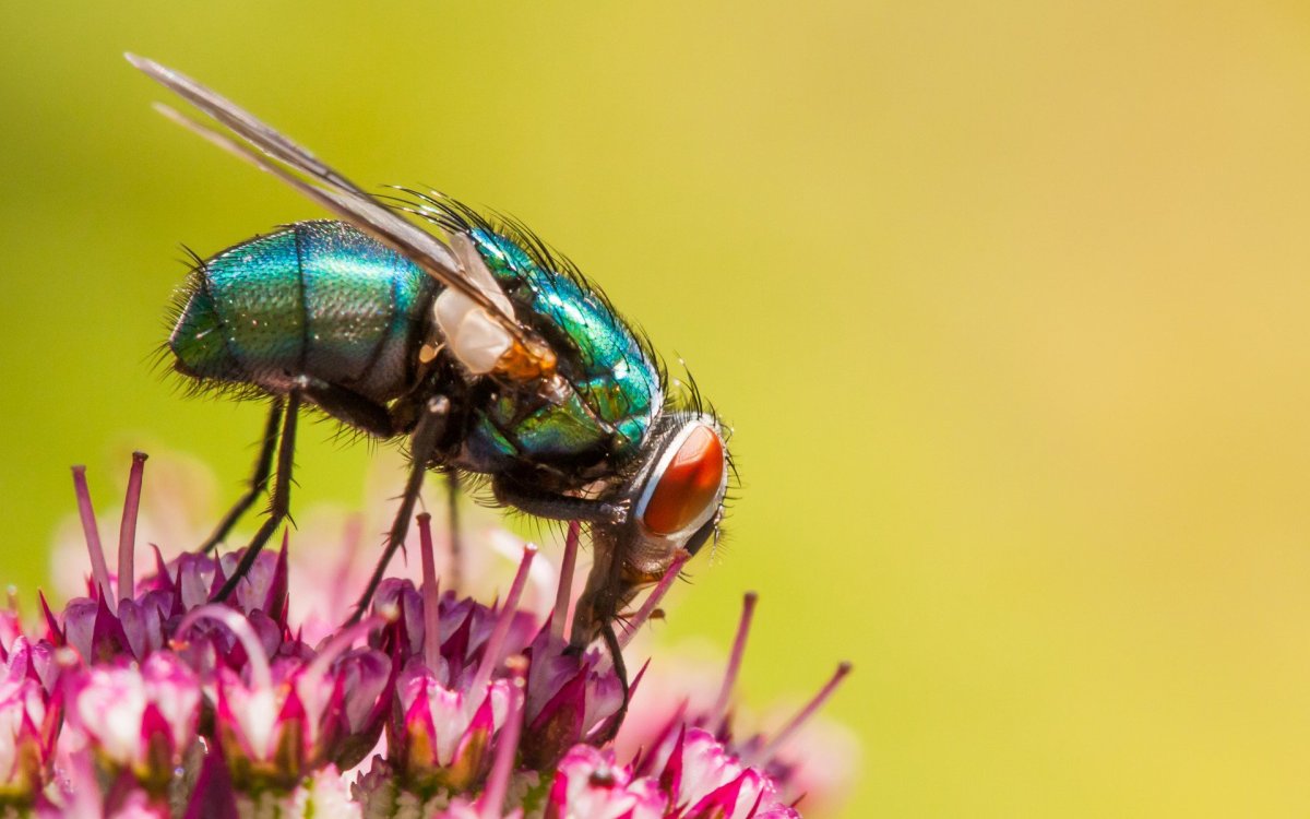 Вольфартова Муха (Wohlfahrtia magnifica)