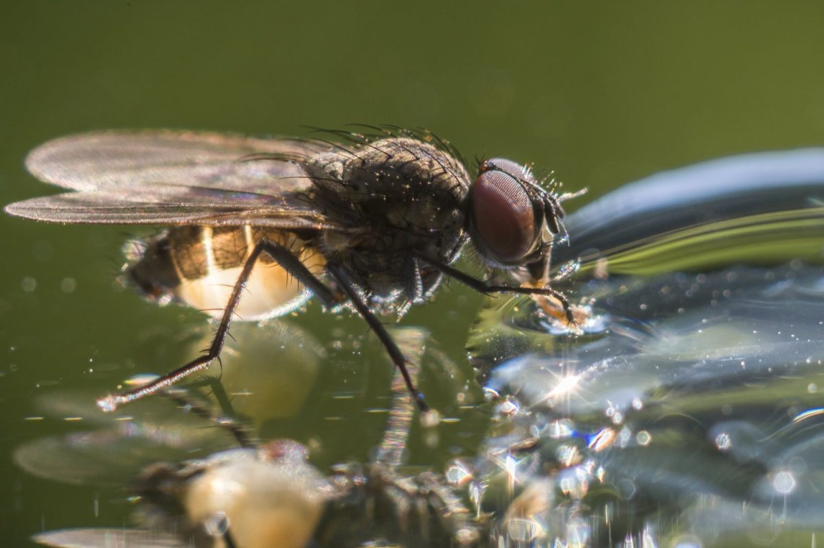 Муха в воде