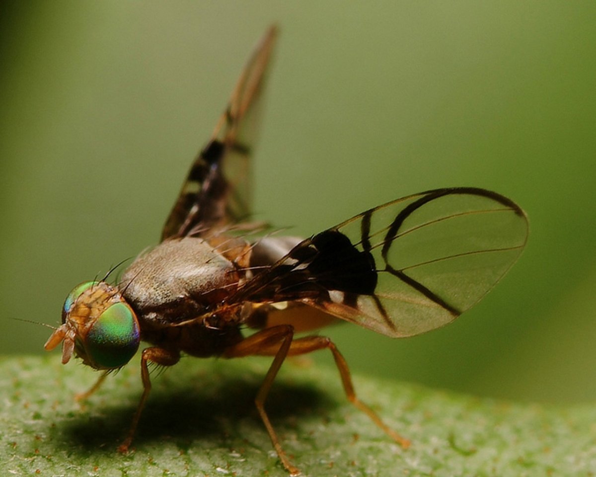 Муха Добсона