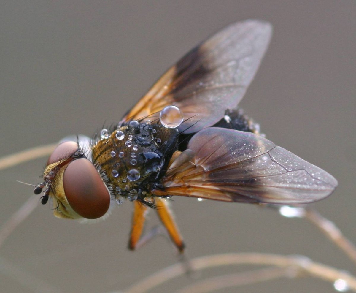 Муха с зелеными глазами