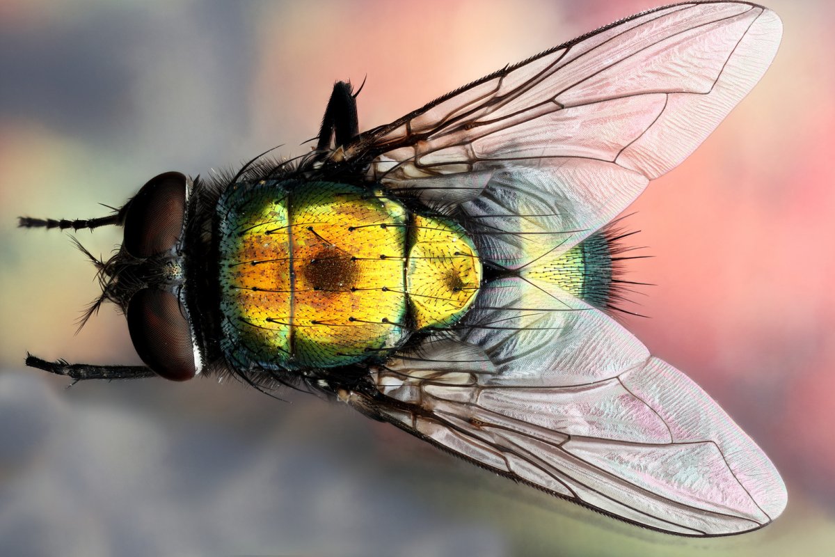 Муха красивая