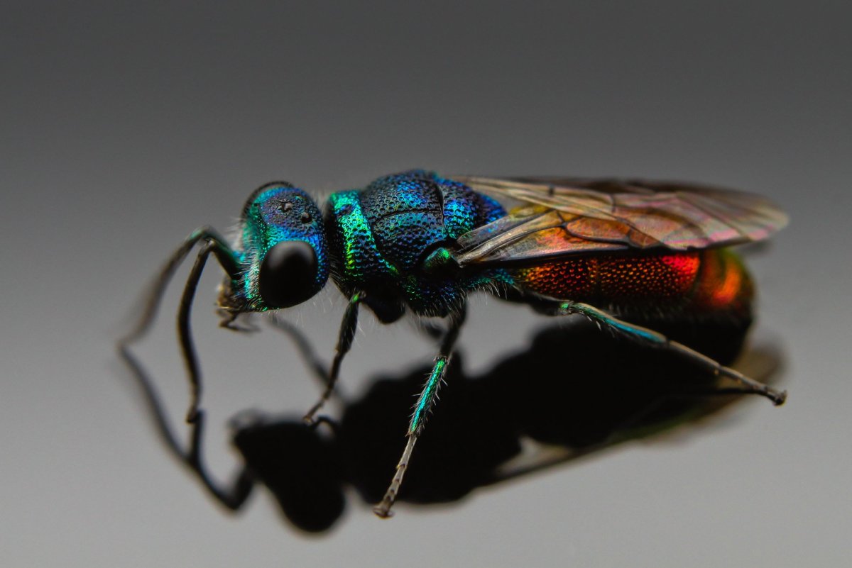Lun of a Fly