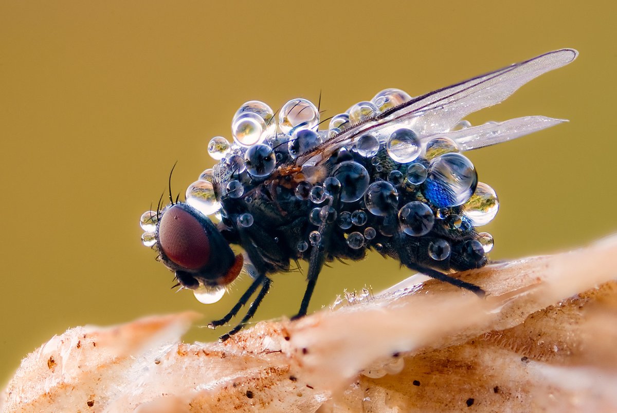 Редкие мухи