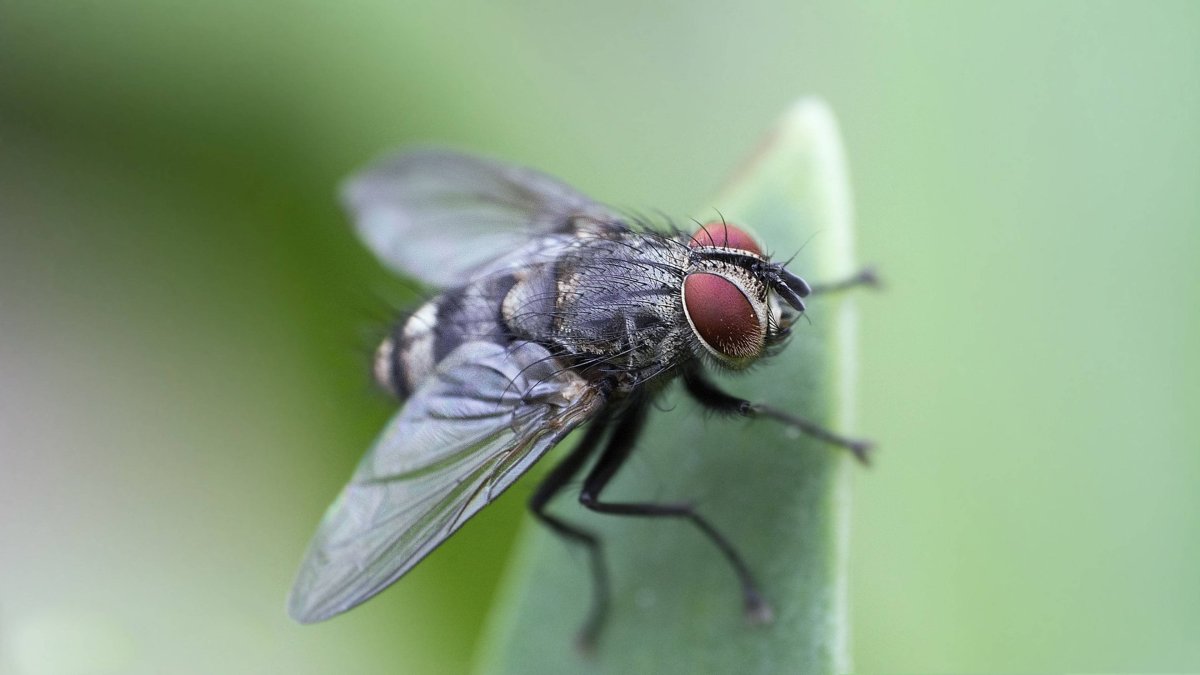 Слепень златоглазка