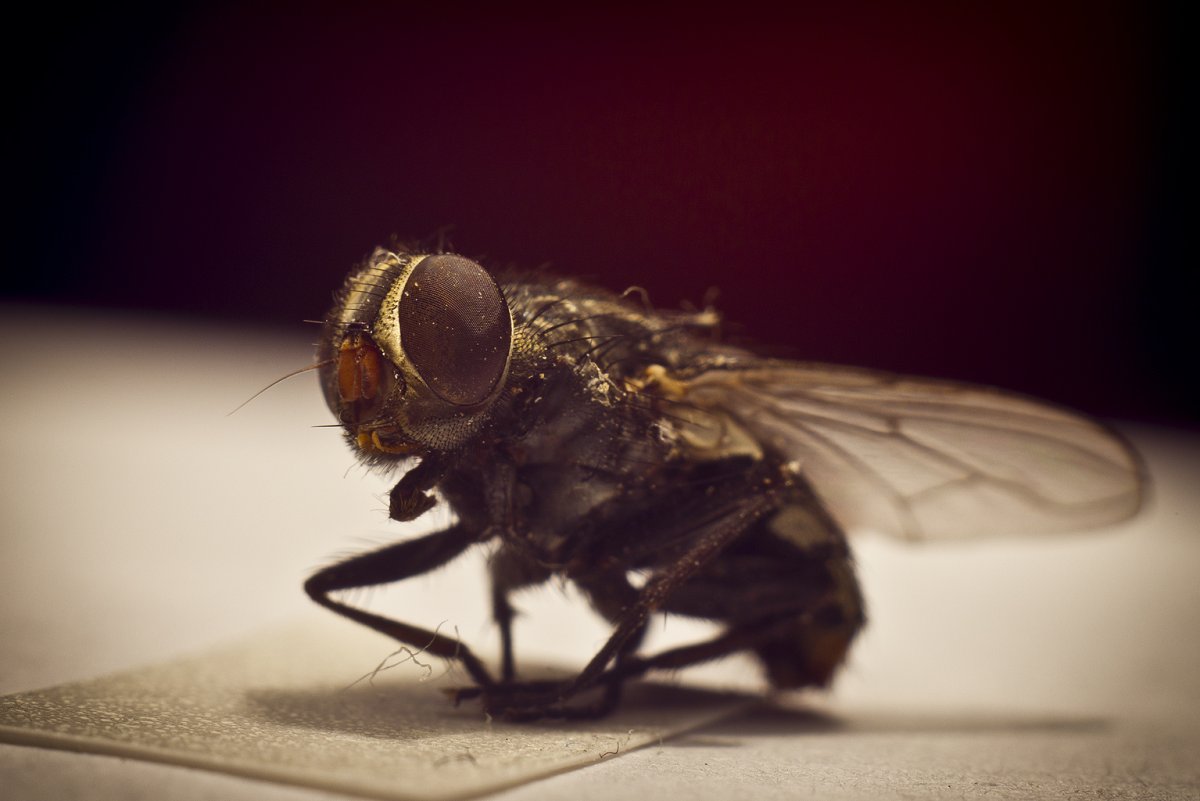 Странная Муха