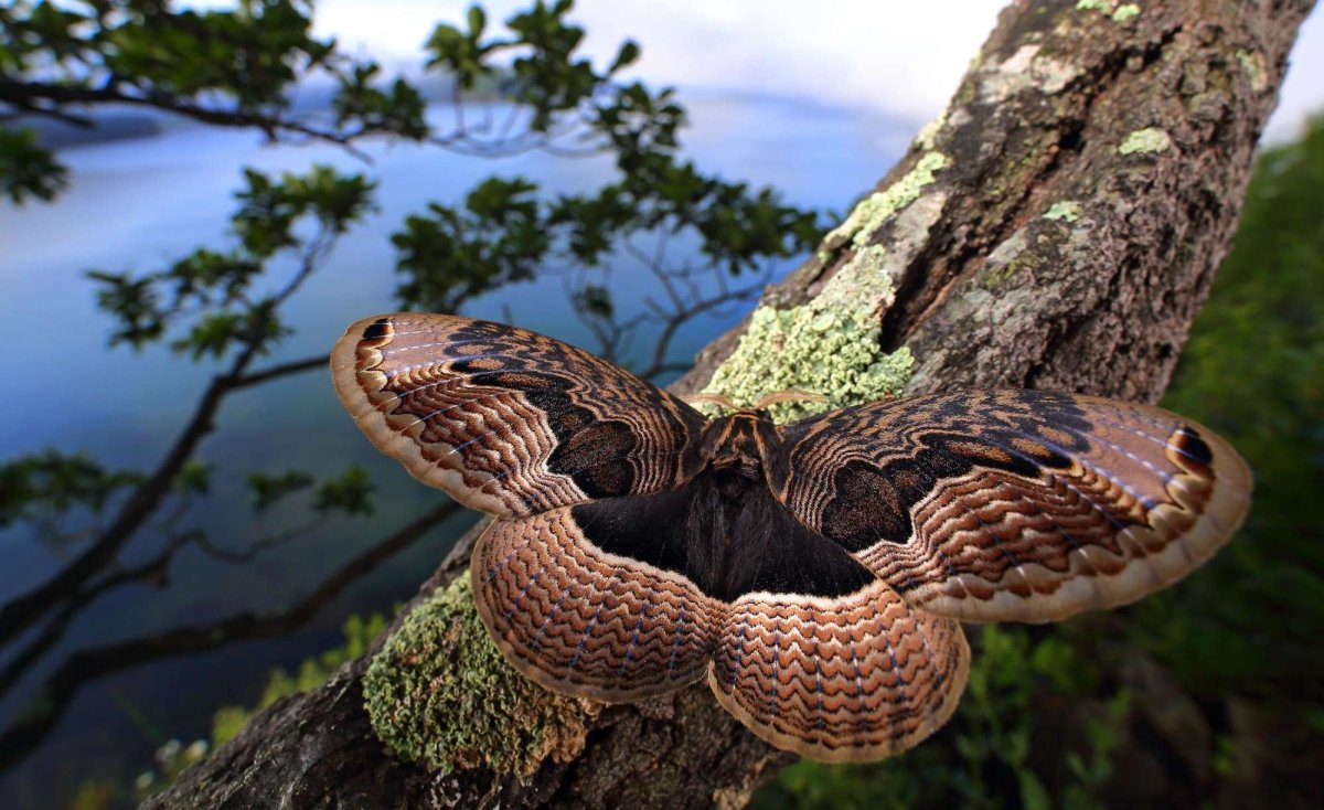 Брамея Дальневосточная