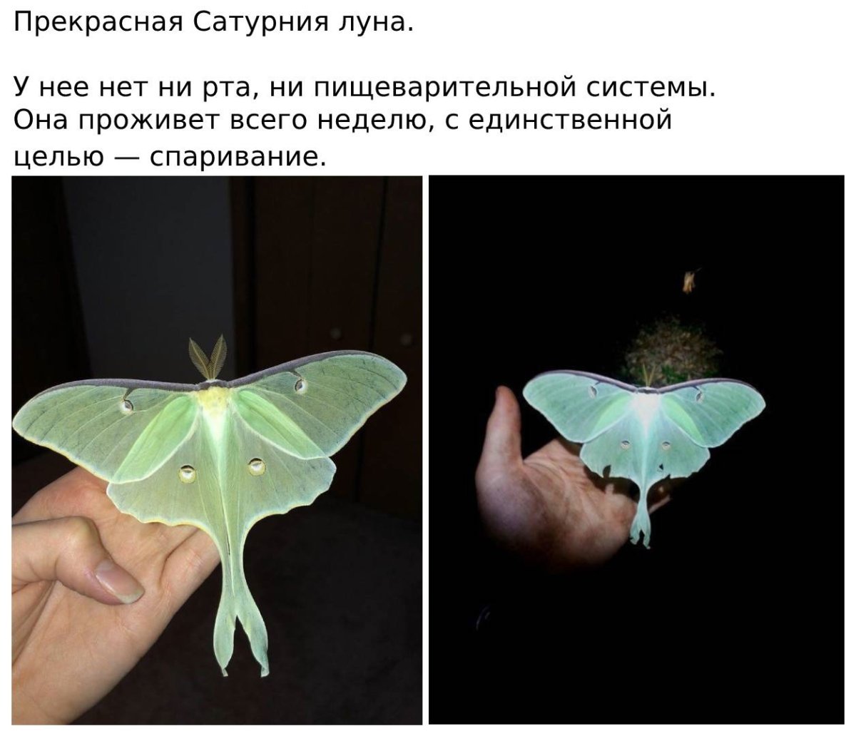 Ночная бабочка юмор