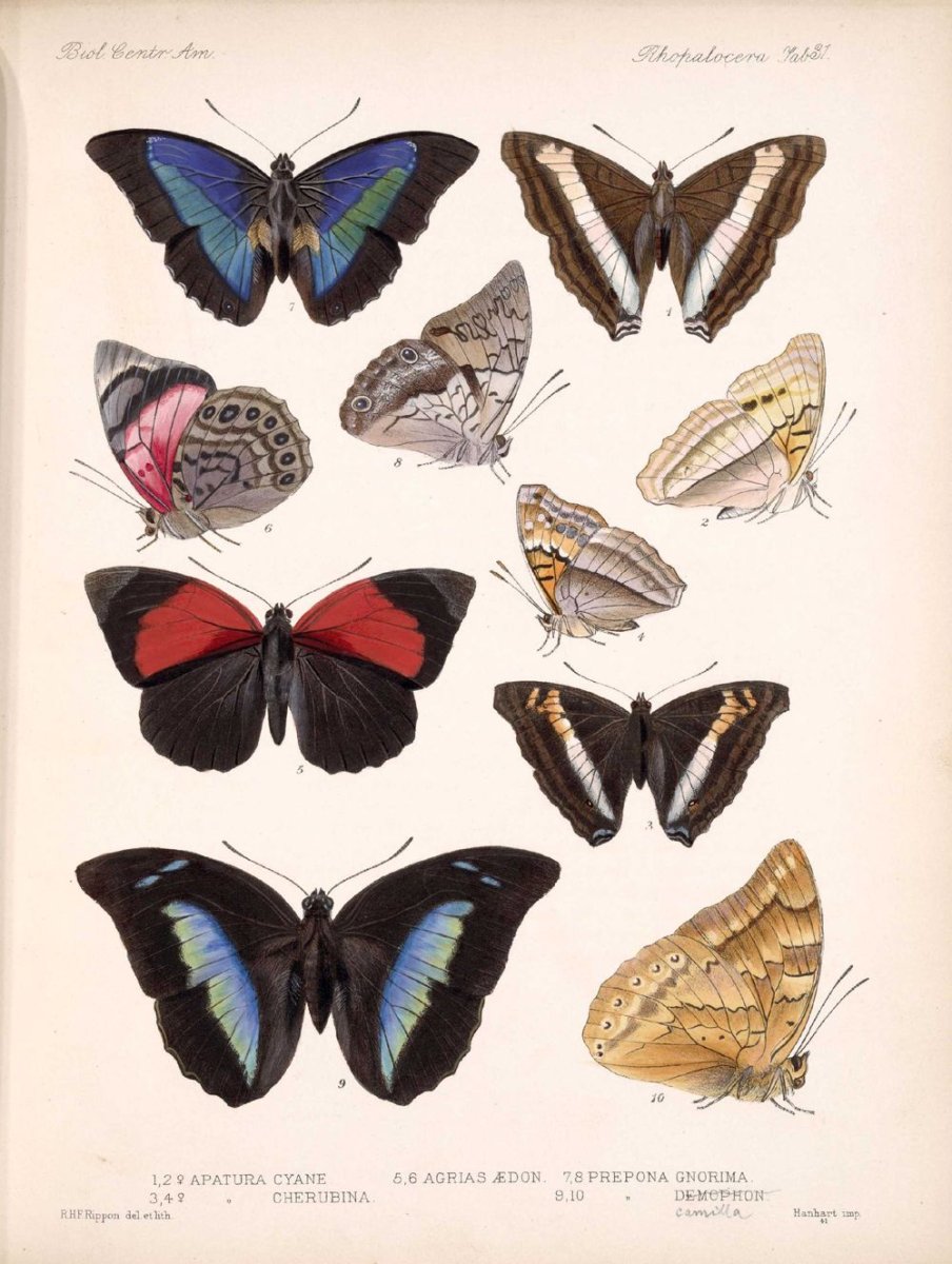 Lepidoptera RHOPALOCERA