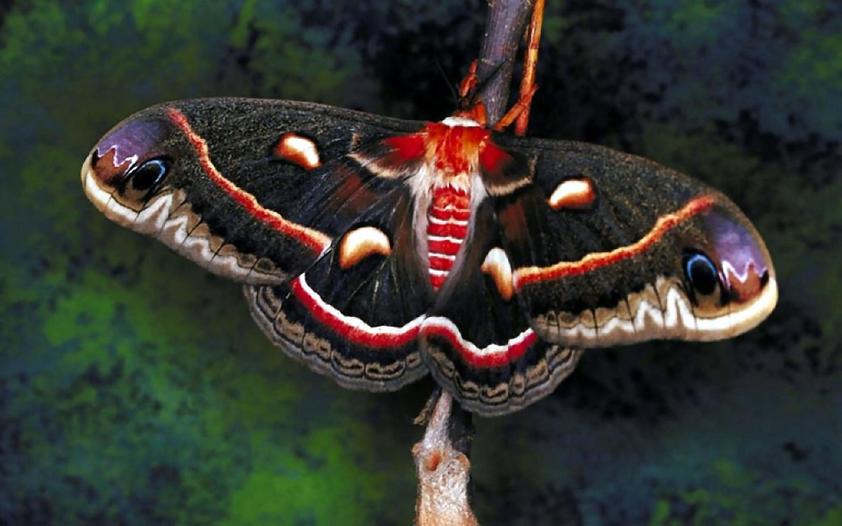 Знак ночной бабочки