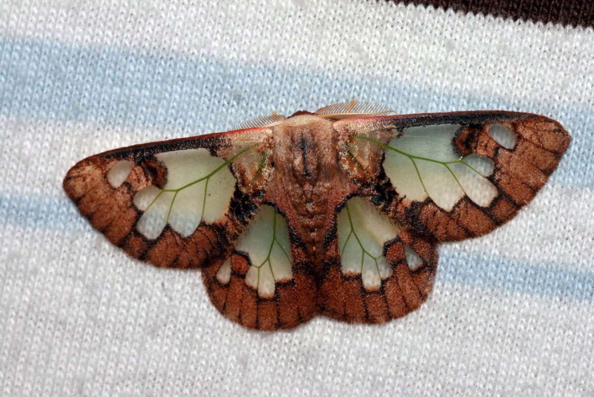 Тотем бабочка