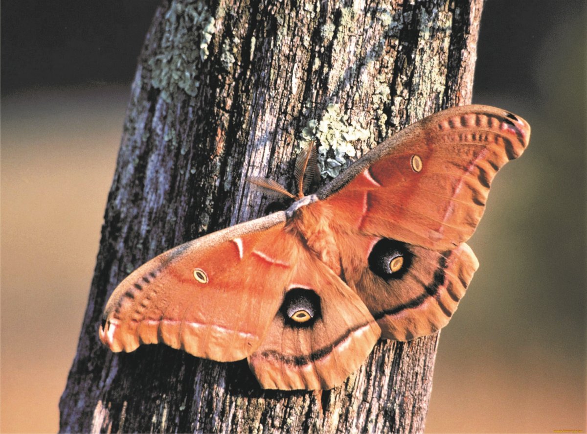 Гусеница Сатурнии Полифемы