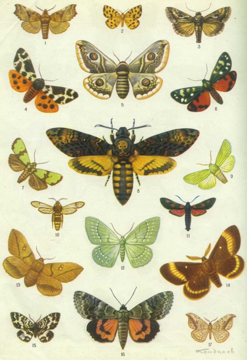 Энциклопедия. Бабочки