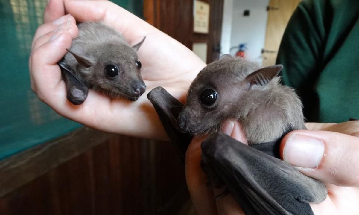 Нильский крылан детеныш