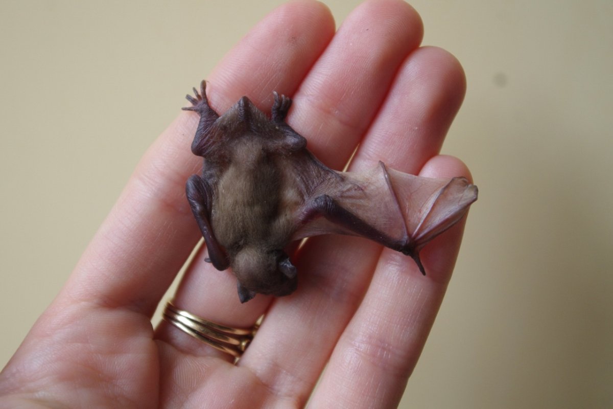 Размножение рукокрылых