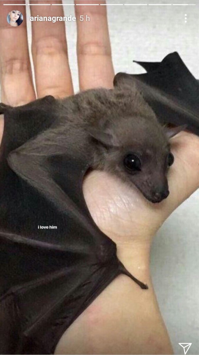 Кондрат летучая мышь