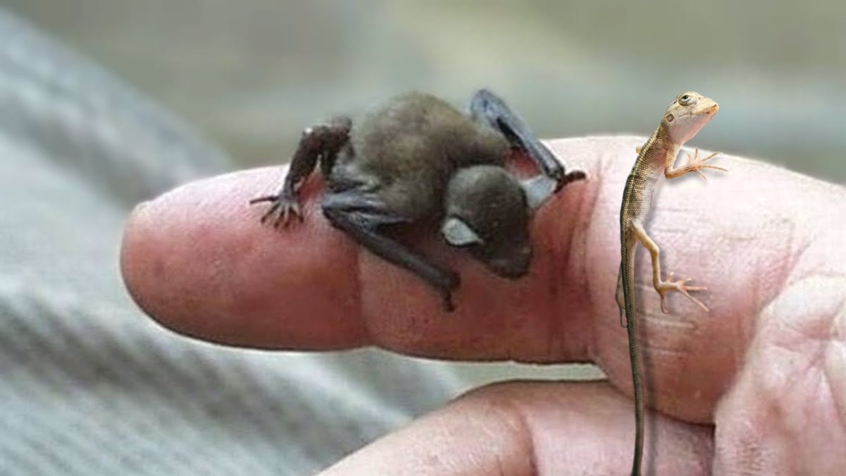 Самое маленькое млекопитающее на земле