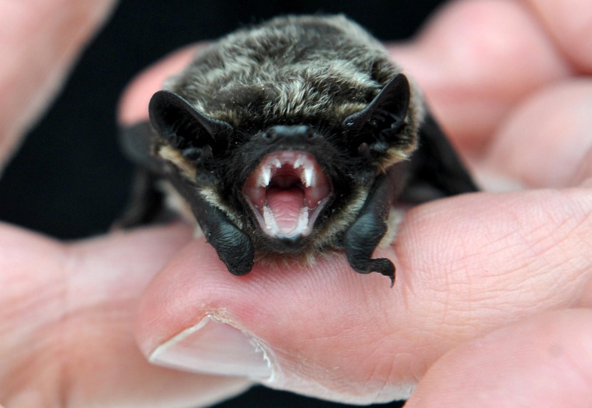 Летучая мышь маленькая