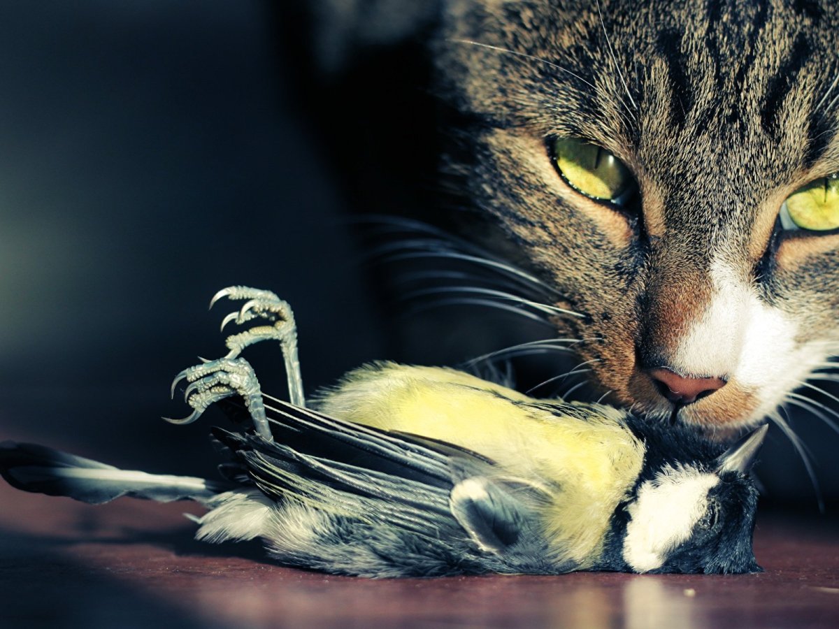 Кот и мышь прикол