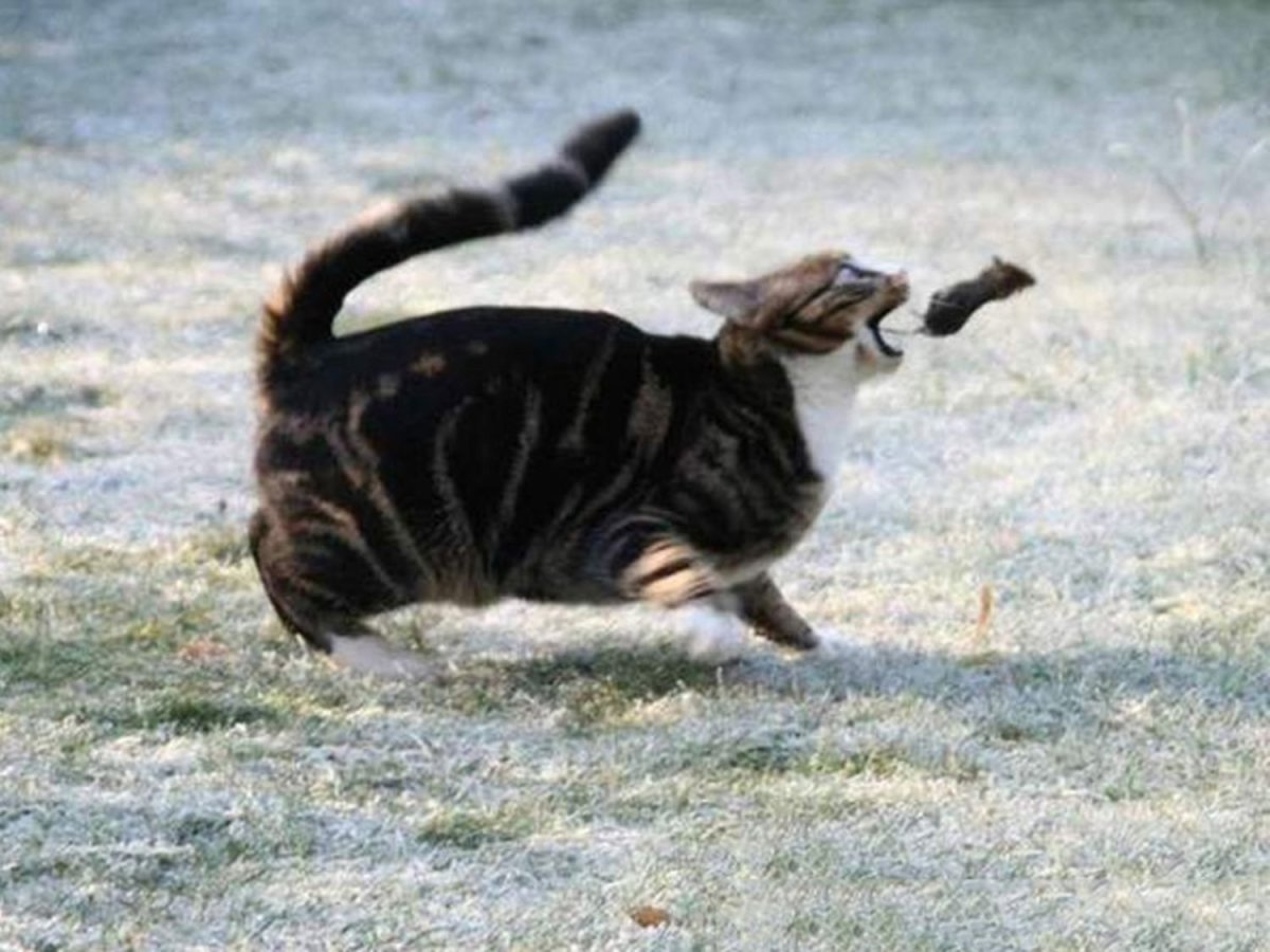 Сибирский Крысолов кошка