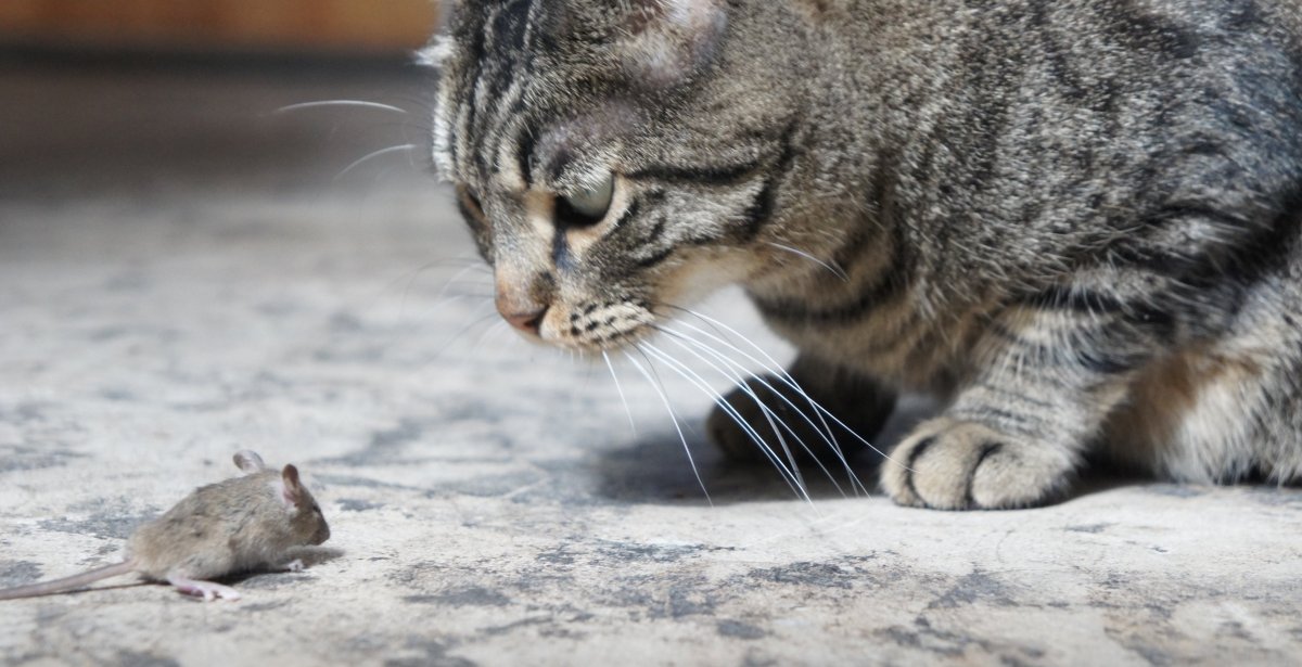 Кошка охотится на мышь