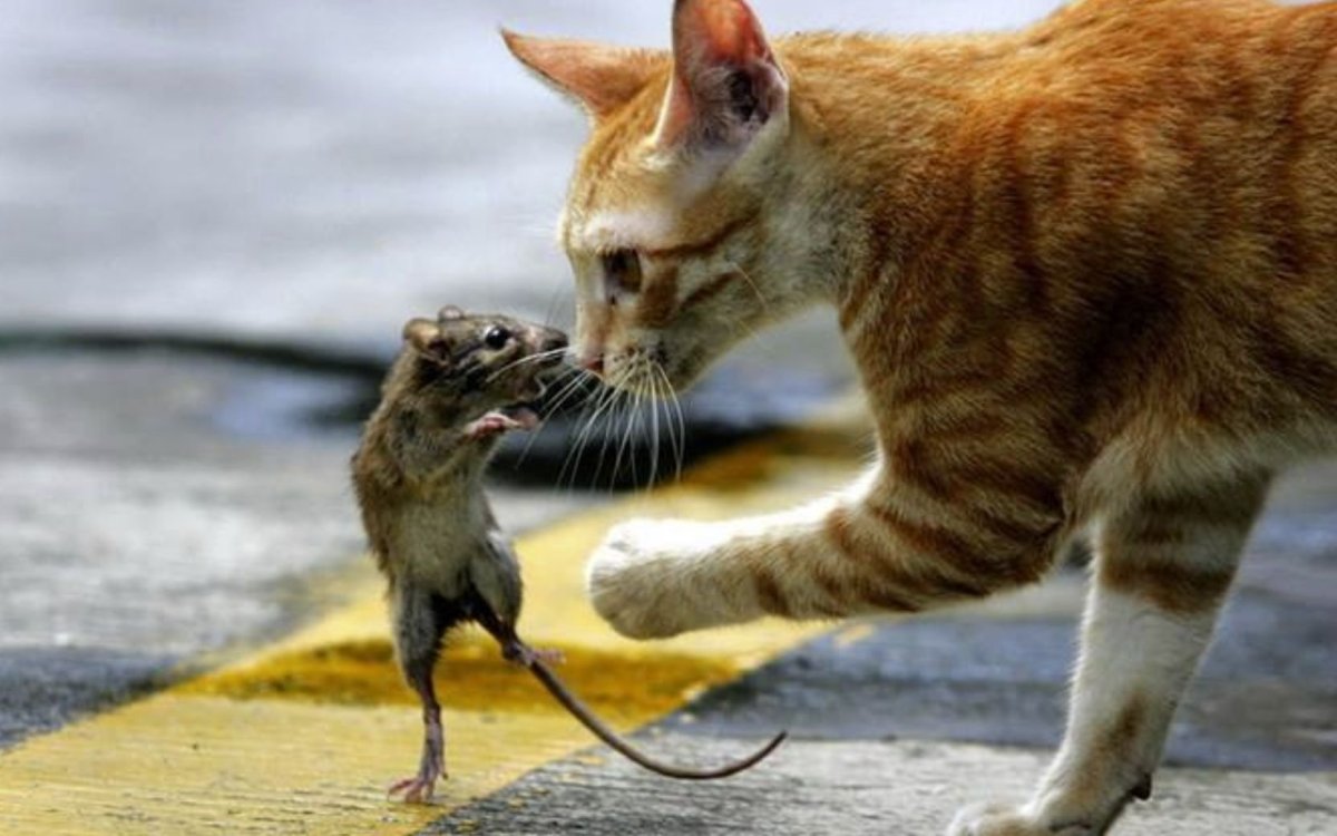 Кот и мыши