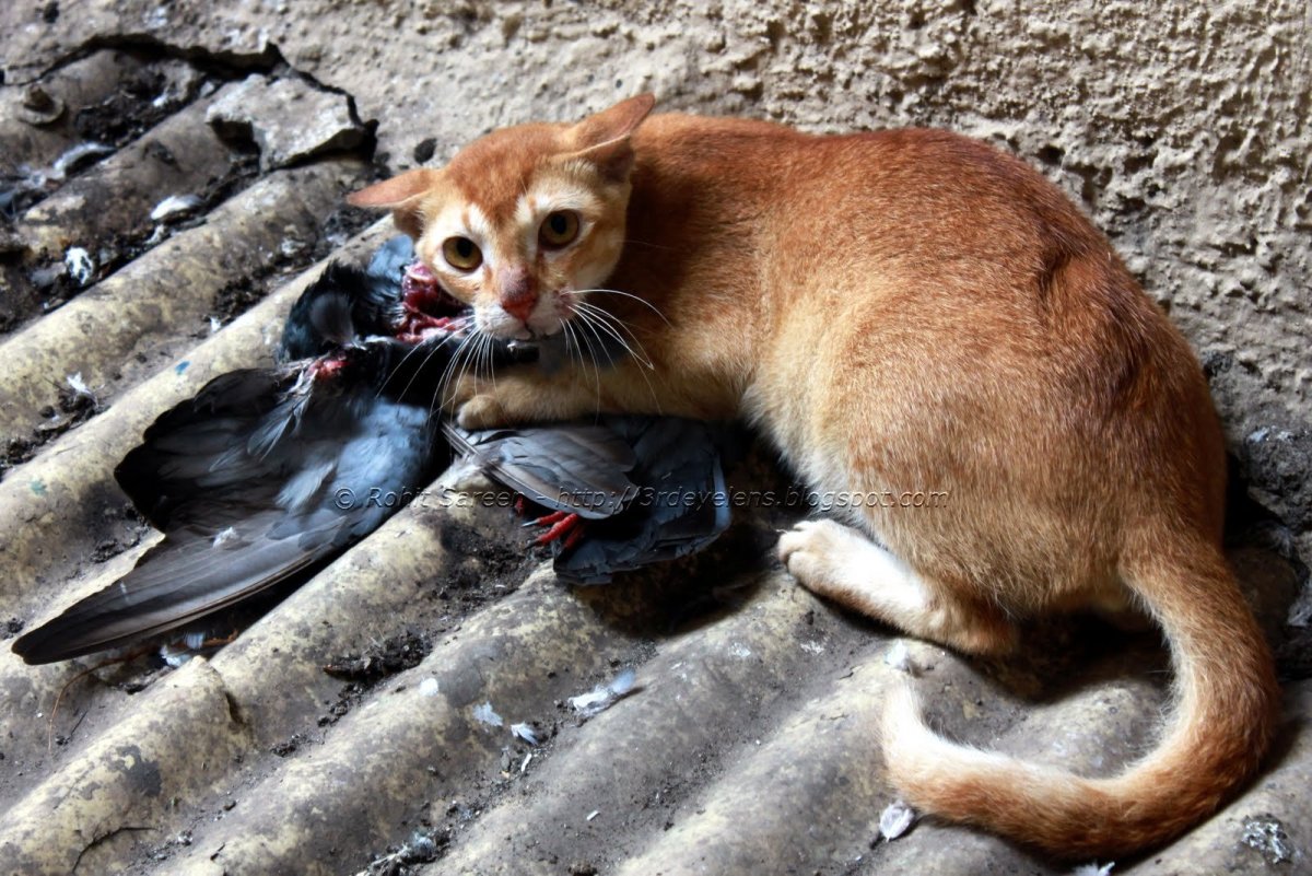 Кошка с добычей