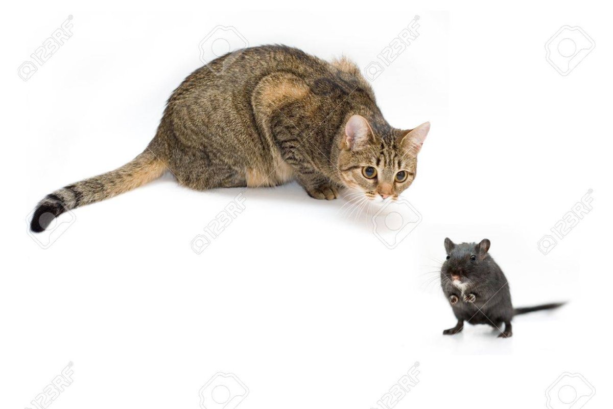 Кошка ловит мышь