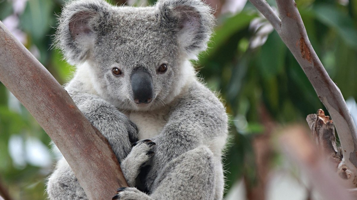 Коалы обнимаются