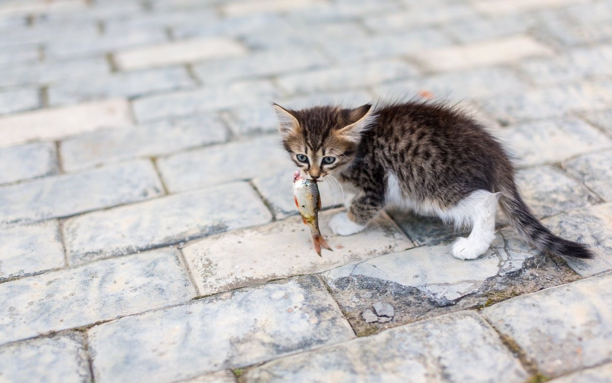 Коты ловят мышей