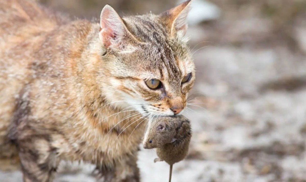 Кошка охотится на мышь