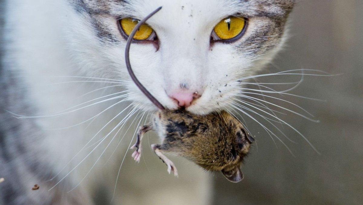 Кошка ест птицу