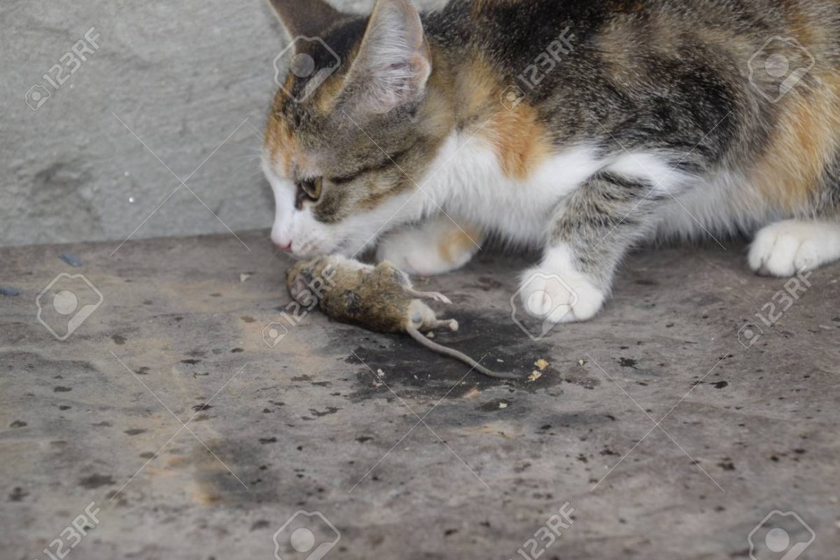 Кошка охотится на крысу