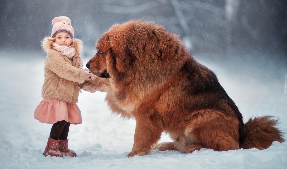 Тибетский мастиф