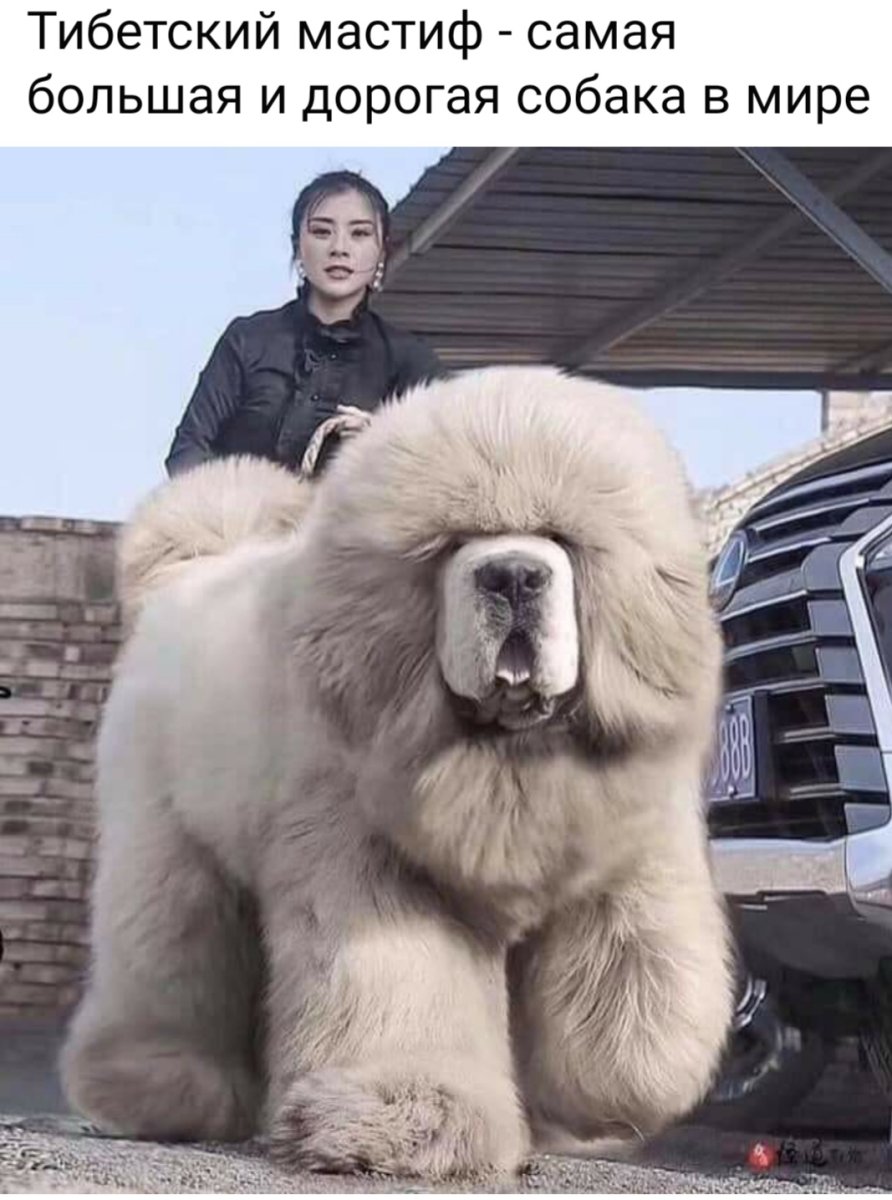 Тибетский мастиф альбинос
