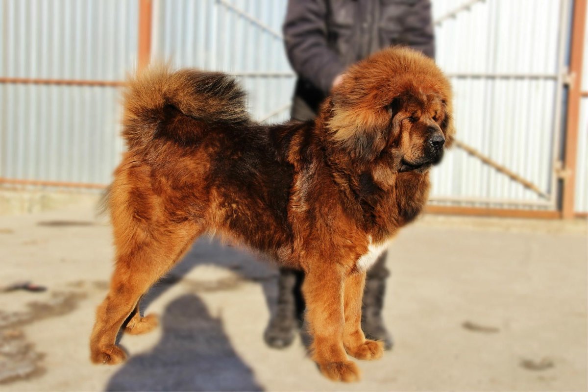 Гигантский тибетский мастиф