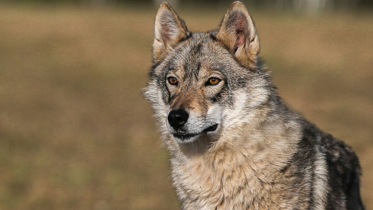 Чехословацкий влчак гибрид