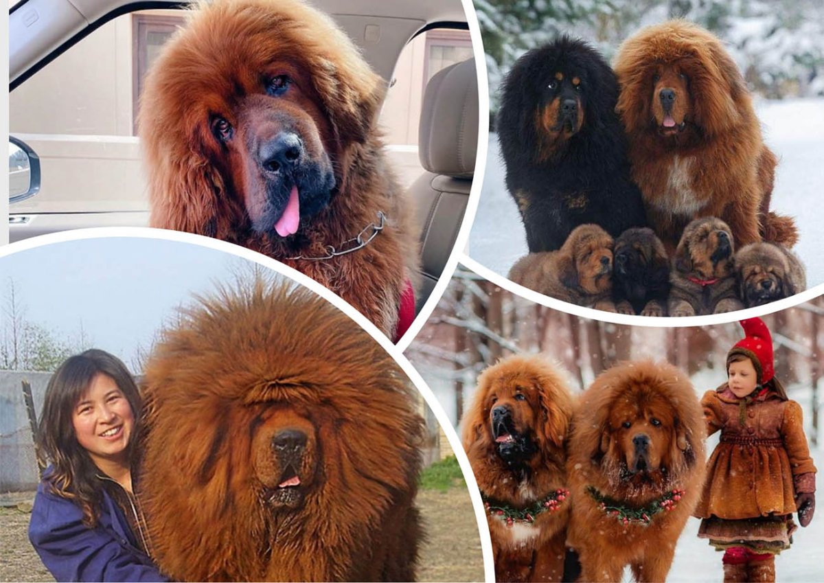 Гигантский тибетский мастиф