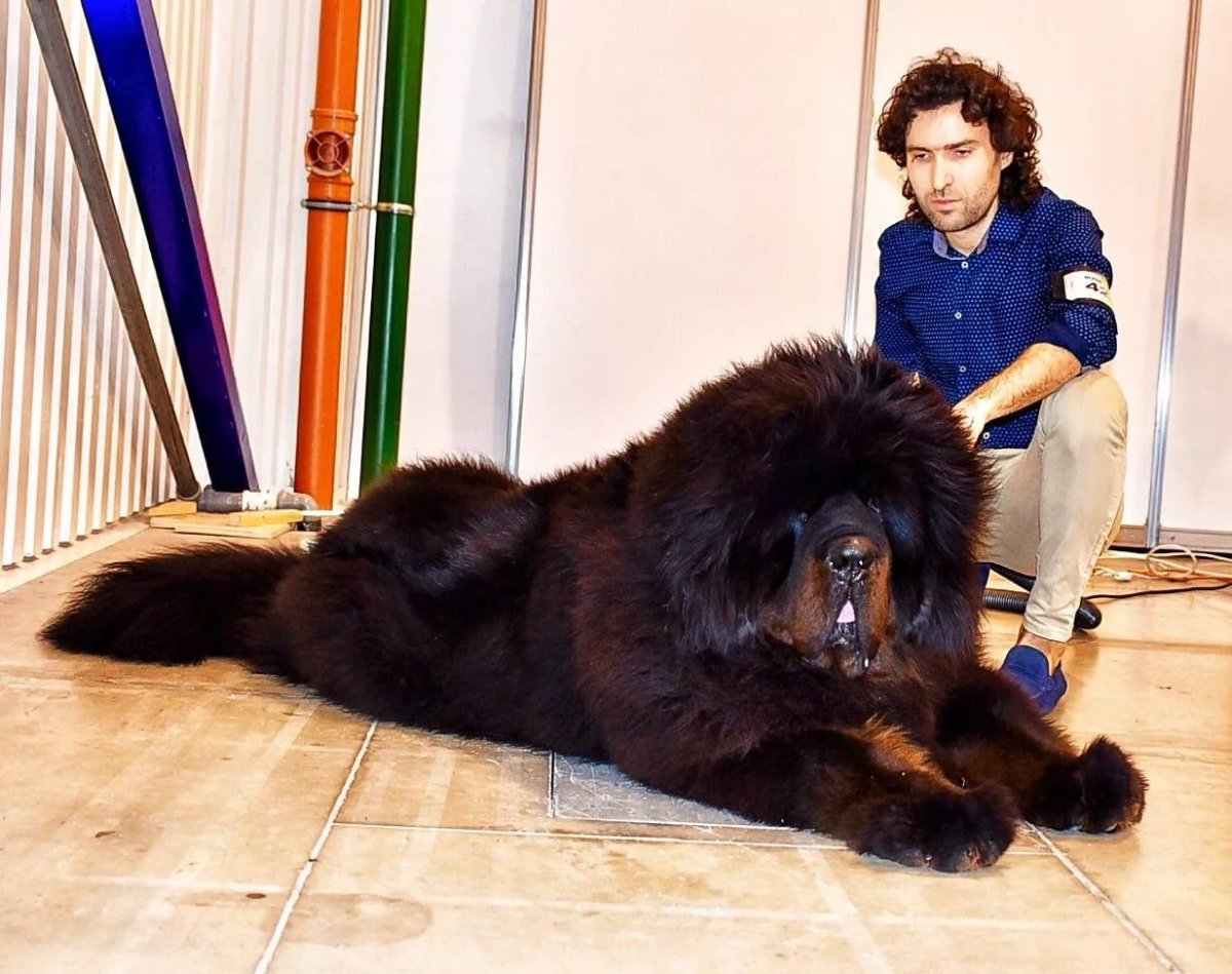 Тибетский мастифмастиф