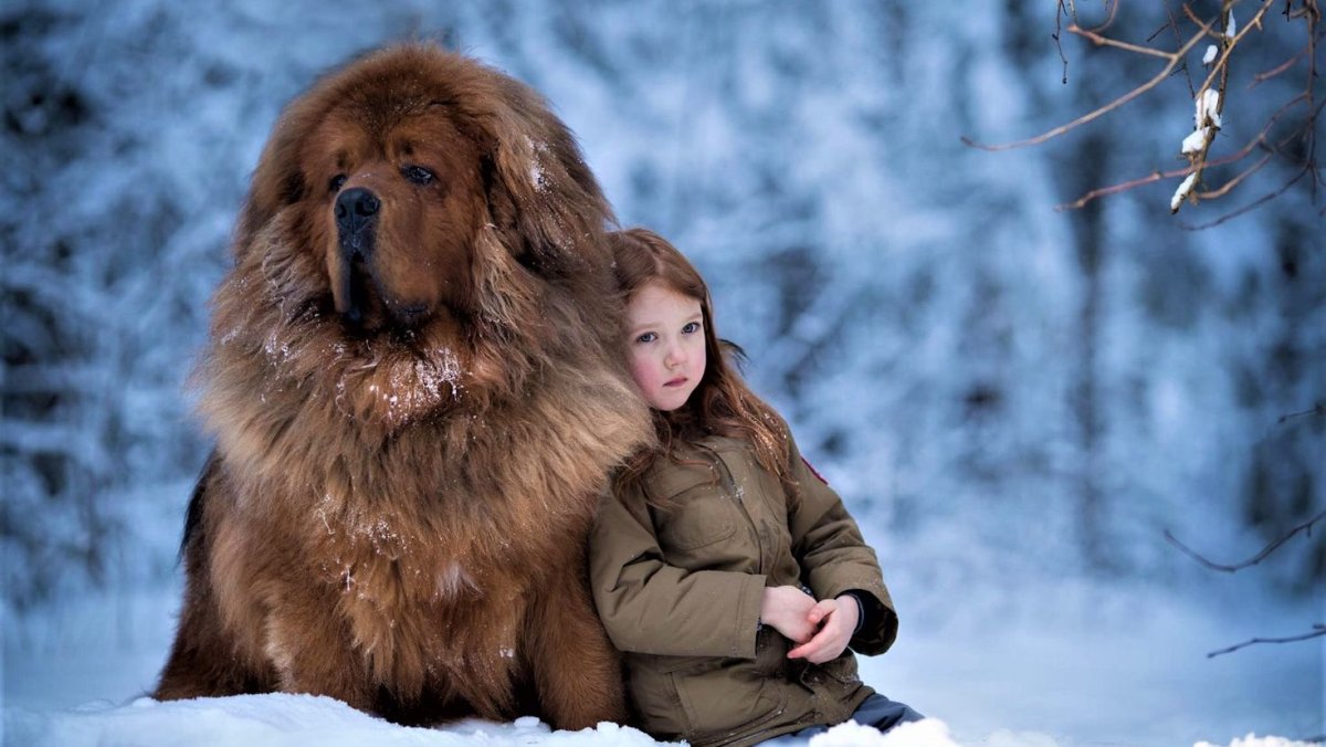 Тибетский мастиф